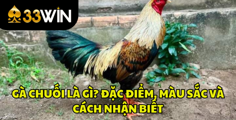 Gà Chuối Là Gì? Đặc Điểm, Màu Mạng Và Cách Nhận Biết | 33WIN