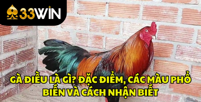 Gà Điều Là Gì? Đặc Điểm, Các Màu Gà Điều Và Cách Nhận Biết | 33WIN