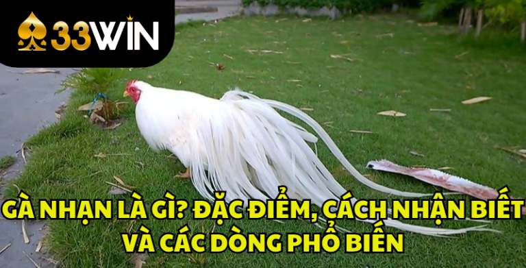 Gà Nhạn Là Gì? Đặc Điểm, Màu Mạng Và Cách Nhận Biết | 33WIN